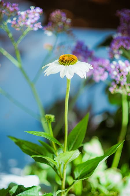 Live Kitchen — Francisca Sotto & Jeremy Morris